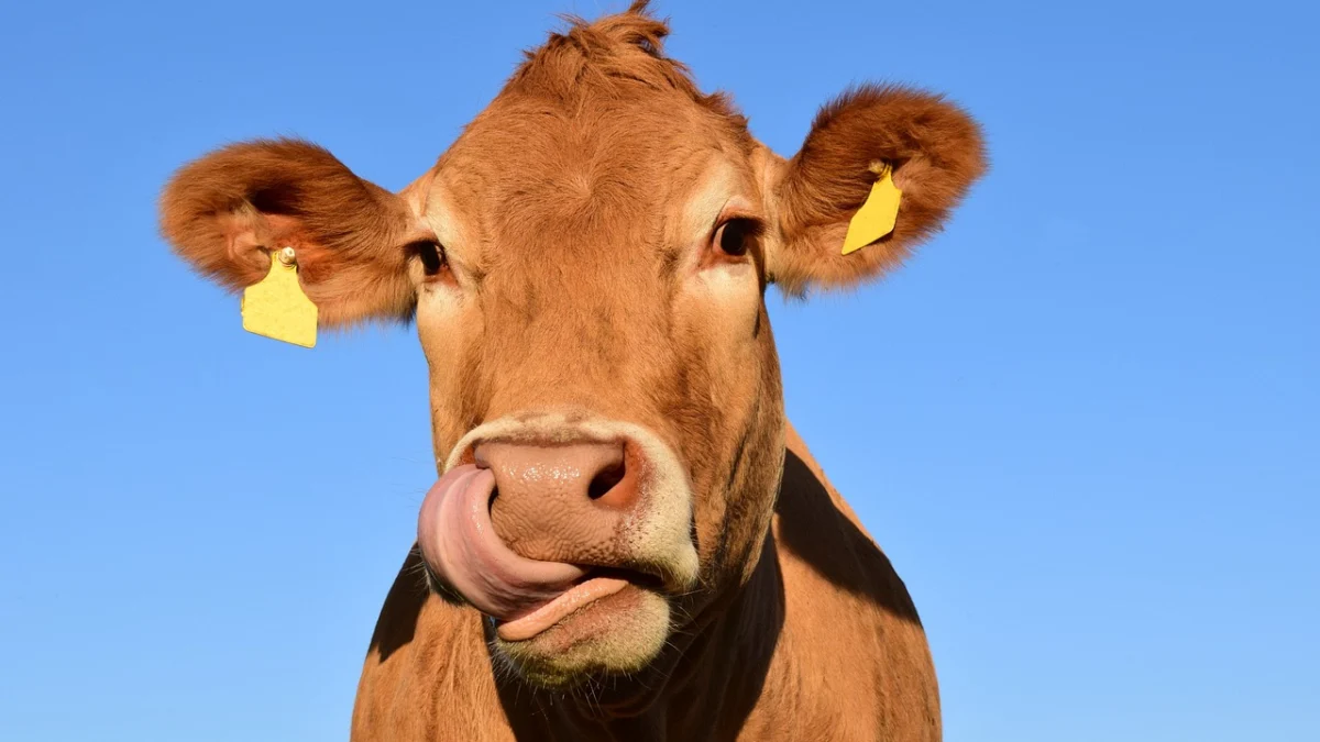 Viral Sapi Kurban Main Piano Sambil Nyanyi 'Aku Pulang' Sheila On 7 