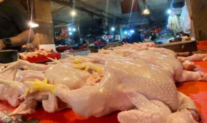 harga daging ayam