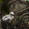 Anak Garuda Lahir di Gunung Gede