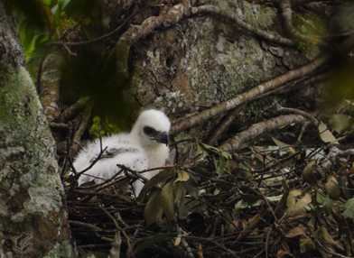 Kelahiran anak elang jawa di Taman Nasional Gunung Gede Pangrango