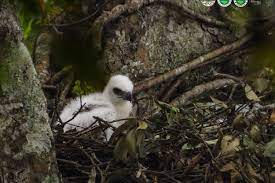 Anak Garuda Lahir di Gunung Gede