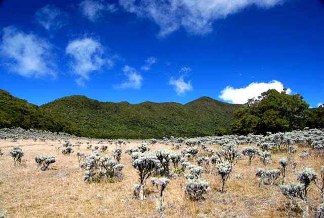 Gunung Gede