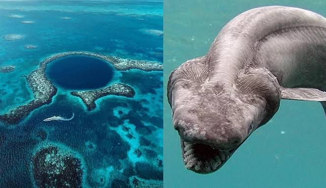 3 Mahluk Aneh yang ada di Laut, Semuanya Bikin Ngeri