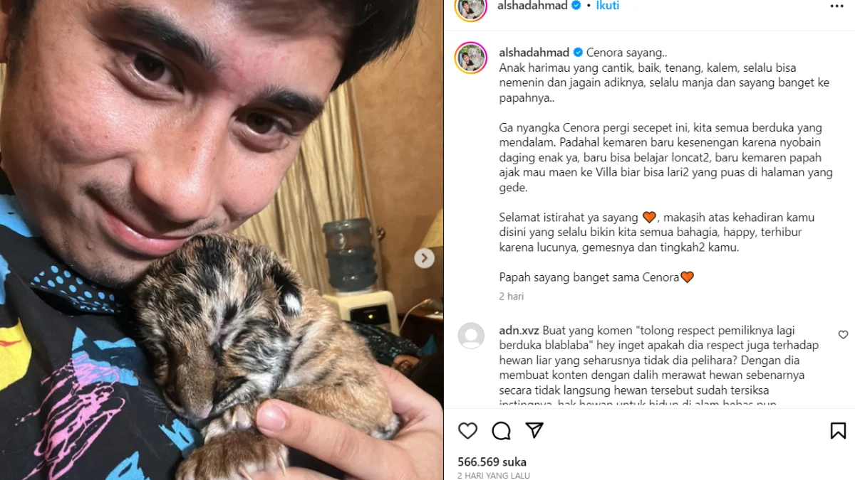 Anak Harimau Alshad Ahmad Mati