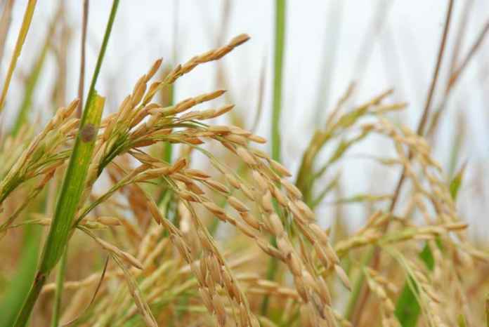 Cianjur Penghasil Beras