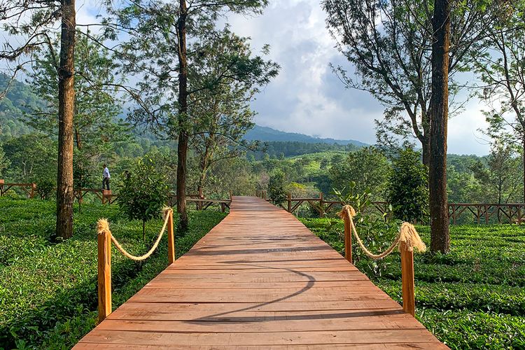 Kebun Teh Gunung Mas