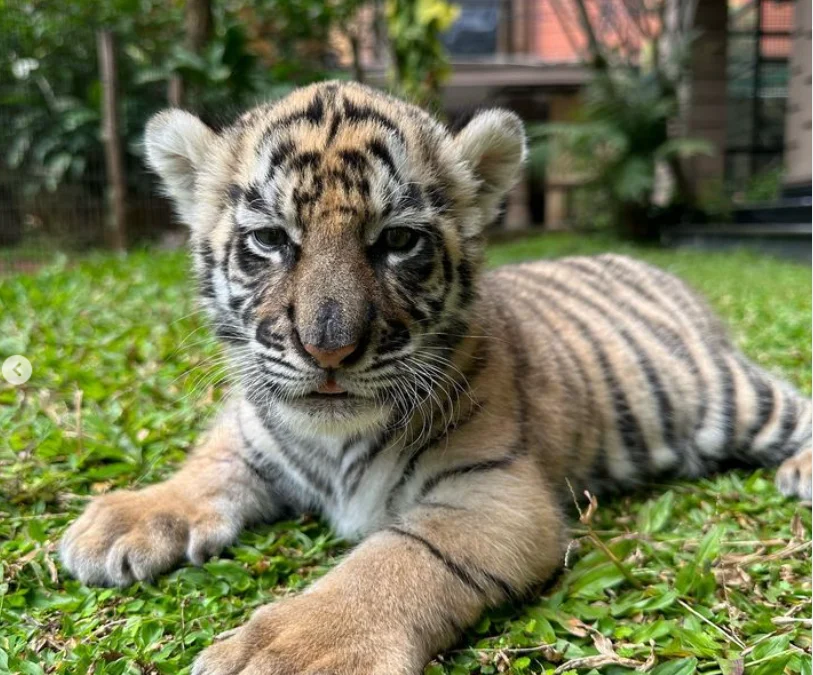 Mengenal Harimau Benggala Satwa Peliharaan Alshad Ahmad