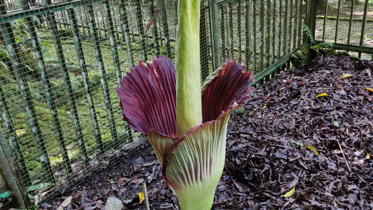 Jenis Bunga Bangkai