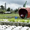 Wisata Taman Strawberry