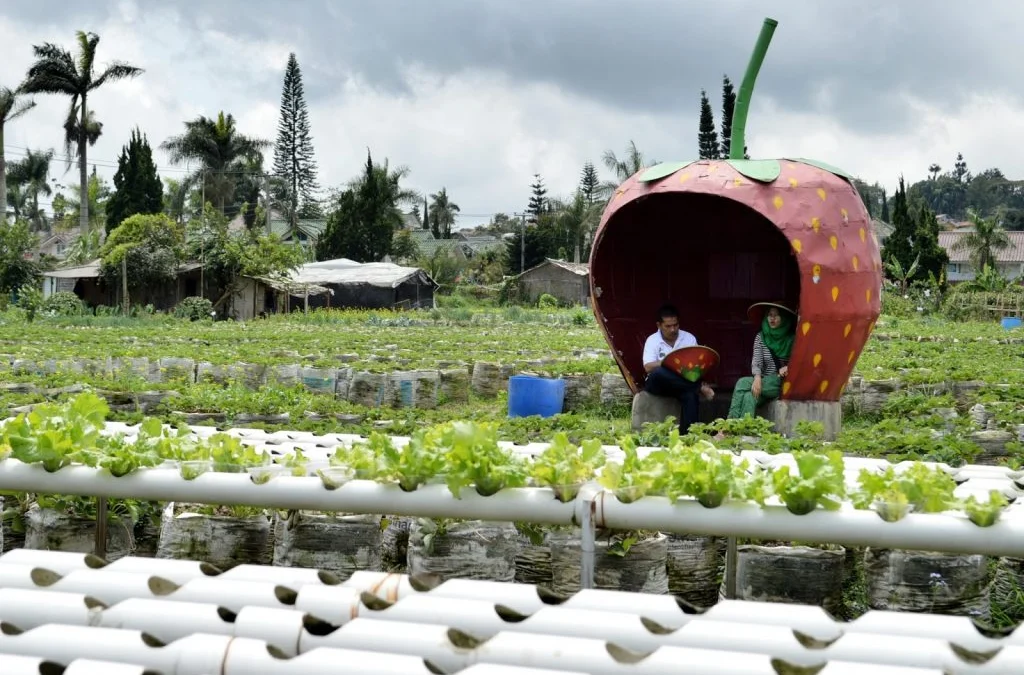 Wisata Taman Strawberry