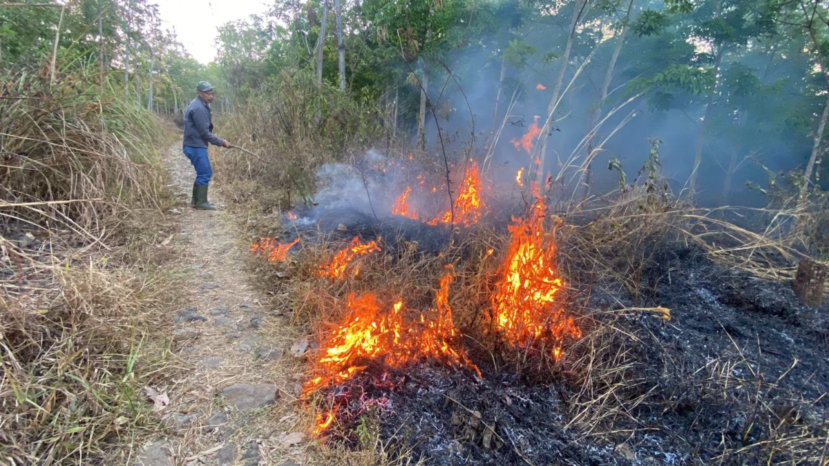 Setengah Hektar Lahan Perkebunan Karet di Cibeber Cianjur Kebakaran