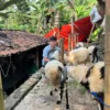 Berawal Hobi Pelihara Hewan, Pemuda Cianjur Ini Buka Peternakan Domba dan Kambing