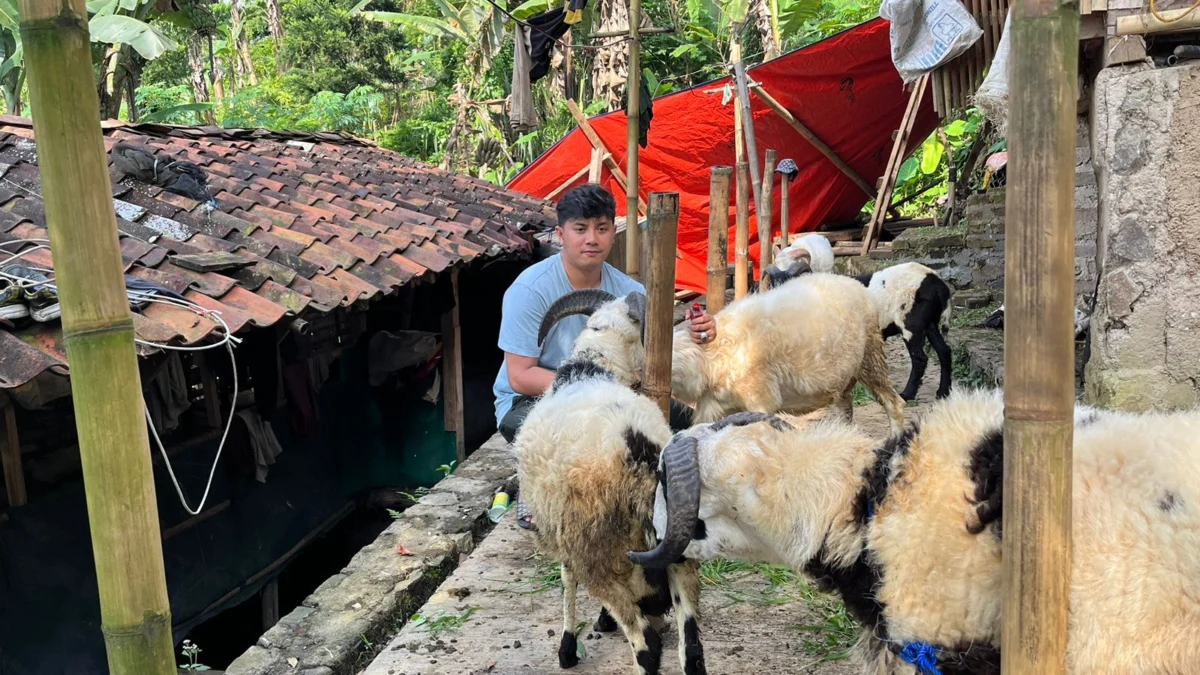 Berawal Hobi Pelihara Hewan, Pemuda Cianjur Ini Buka Peternakan Domba dan Kambing