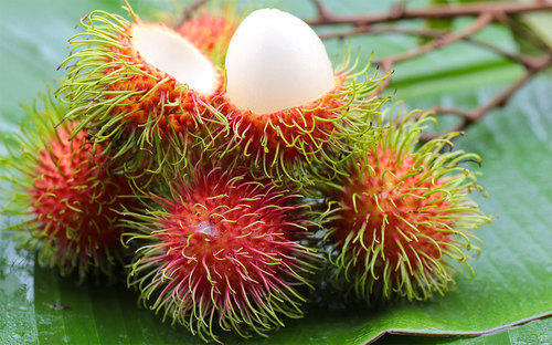 manfaat kulit rambutan