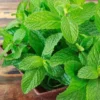 daun mint