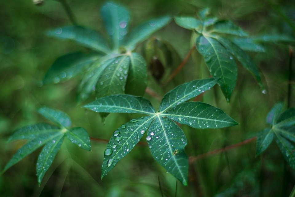 daun singkong