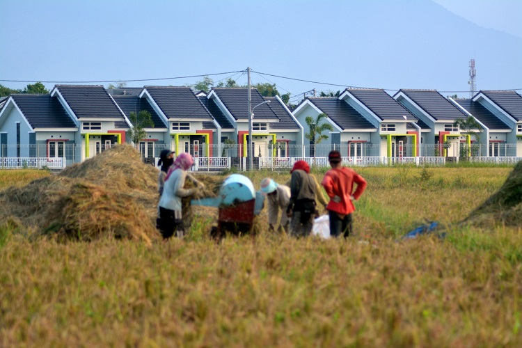 Pembangunan Perumahan Jangan Korbankan Lahan Pertanian. (net)