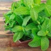 manfaat daun mint