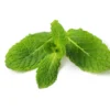 daun mint