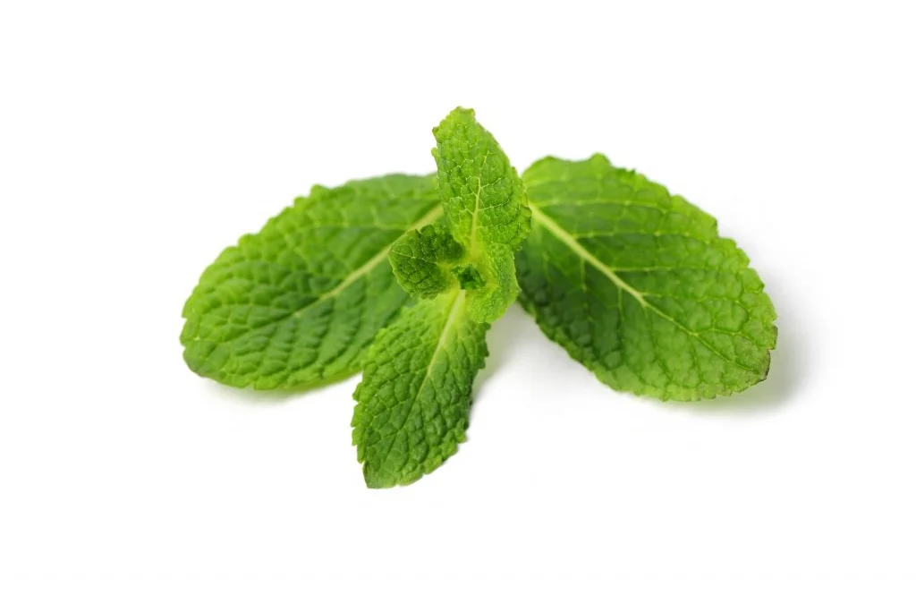 daun mint