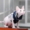 Keunikan Kucing Sphynx , Si Kucing Tanpa Bulu