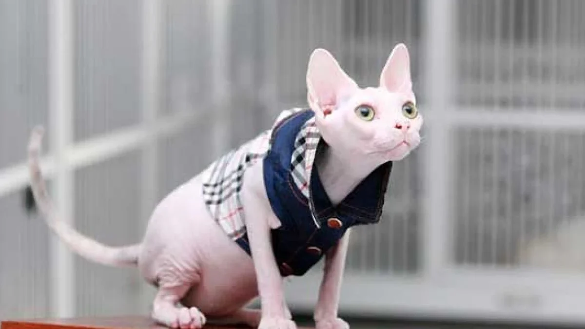 Keunikan Kucing Sphynx , Si Kucing Tanpa Bulu