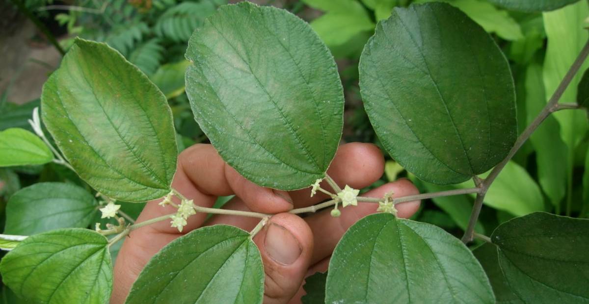 Ini Manfaat Daun Bidara, Bisa Lindungi Tubuh dari Kanker