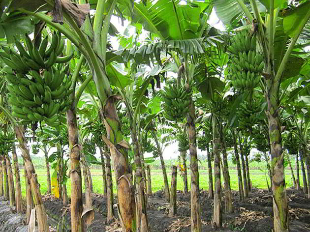 Daerah Penghasil Pisang