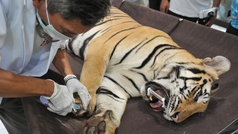 Lagi dan Lagi! Harimau Benggala Mati di Medan Zoo karena Kondisi Kandang yang Buruk