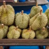 Durian Tidak Boleh Dimakan Bersama 5 Makanan Ini