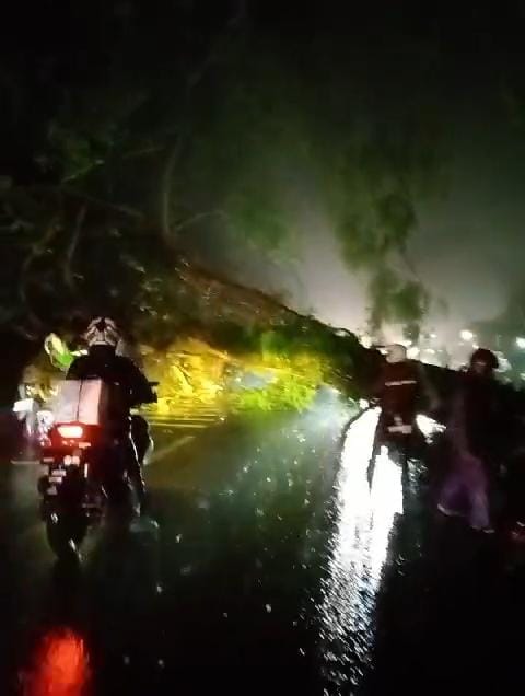 Pohon Tumbang Akibatkan Satu Pemotor Luka dan Dua Kendaraan Ringsek