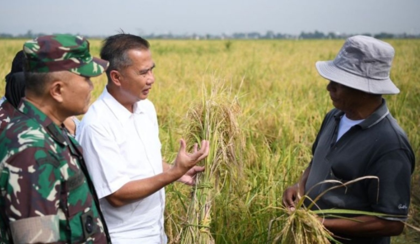 Bey Optimistis Budi Daya Padi Teknologi Salibu Tingkatkan Produksi