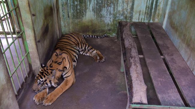 Medan Zoo Bobrok dan Tak Layak Huni, Begini Tanggapan Walkot Bobby Nasution