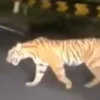 Harimau Sumatera