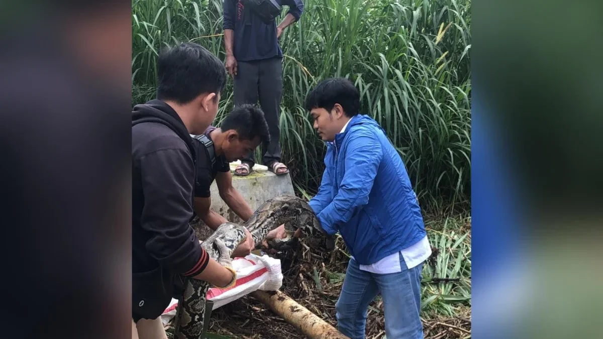 Ular Sanca di Pabrik Cianjur