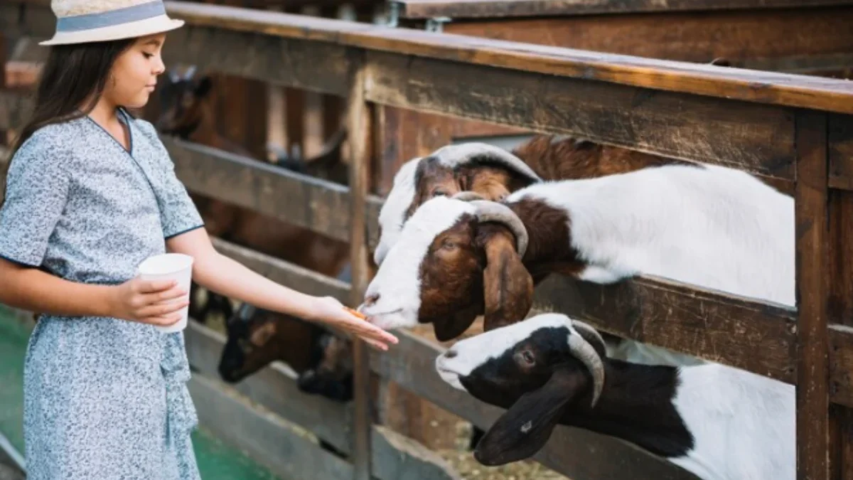 Hikmah dan Filosofi di Balik Ibadah Qurban