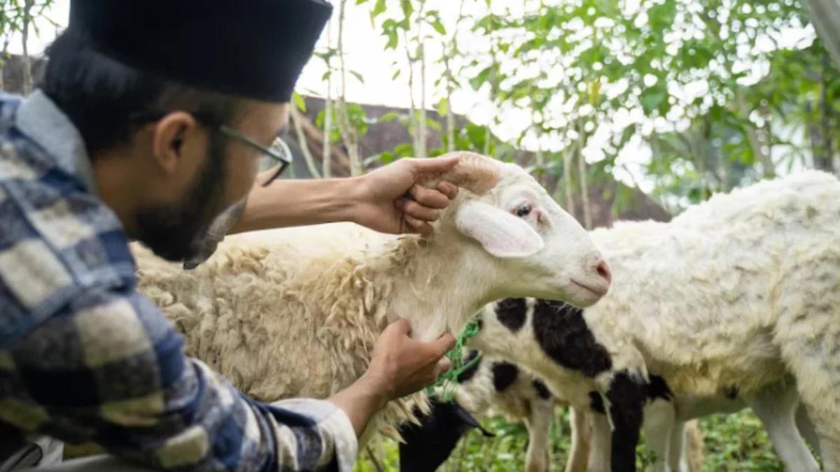 Menghargai dan Mensyukuri: Arti Pembagian Daging Qurban