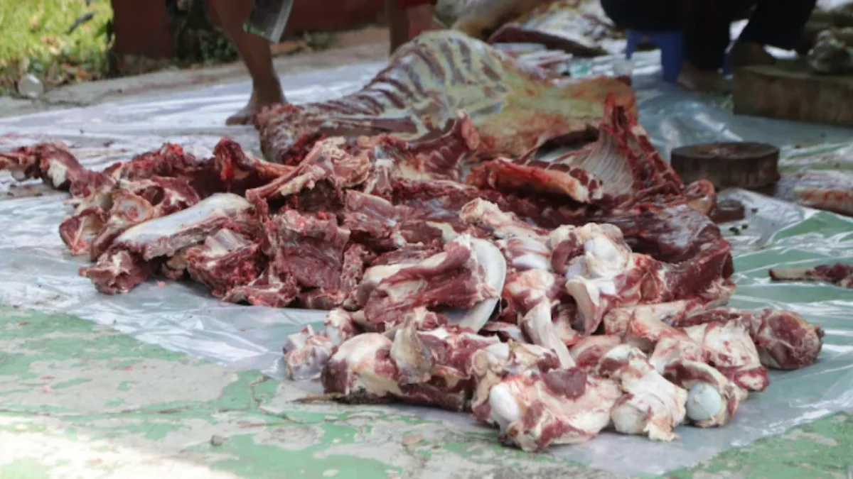 Membagikan Keadilan: Mengatasi Tantangan dalam Pembagian Daging Qurban