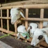 Qurban Online: Solusi Praktis dalam Menunaikan Ibadah Qurban