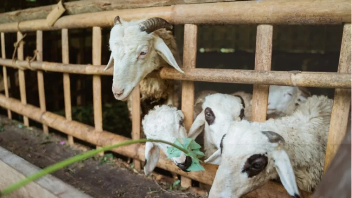 Qurban Online: Solusi Praktis dalam Menunaikan Ibadah Qurban