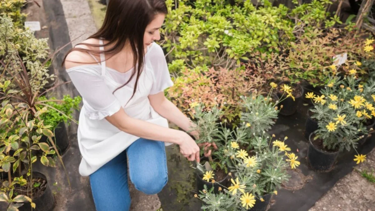 Ingin Memiliki Taman Indah di Rumah Tanpa Perlu Ahli Berkebun? Kami Punya Solusinya