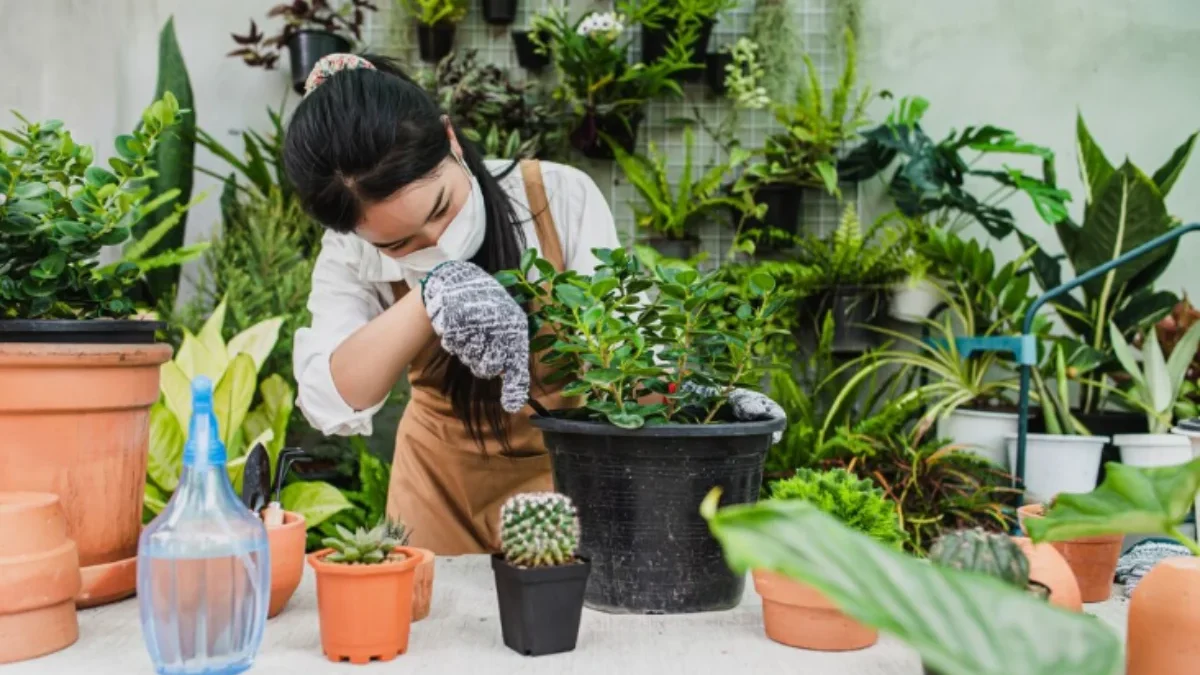 Tanaman Mudah Perawatan untuk Taman Indah di Rumah