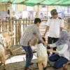 Peran Hewan Qurban dalam Tradisi Keagamaan