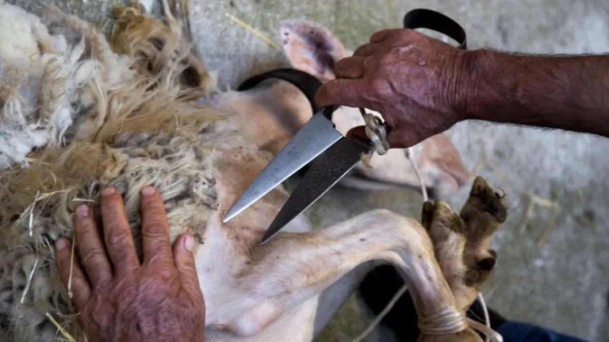 Tata Cara Penyembelihan dan Pembagian Hewan Qurban