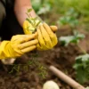 Mengatasi Tantangan Berkebun di Ruang Terbatas: Solusi untuk Taman Indah