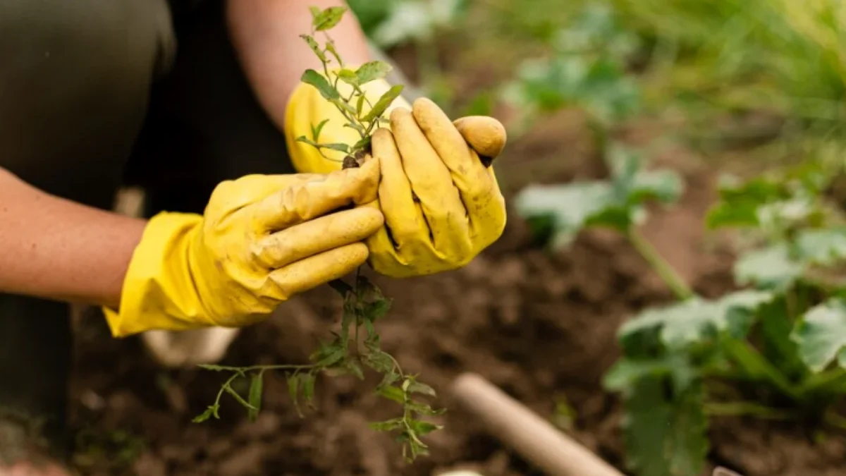 Mengatasi Tantangan Berkebun di Ruang Terbatas: Solusi untuk Taman Indah