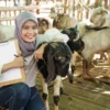 Panduan Praktis Memilih Hewan Qurban yang Berkualitas