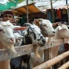 5 Hewan Qurban yang Bisa Dipilih untuk Ibadah Qurban