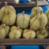 Tips Memilih Durian yang Matang dan Lezat: Panduan bagi Pecinta Durian