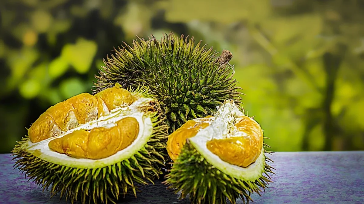 Durian Montong